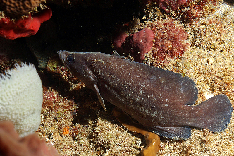 Réserve Cousteau
