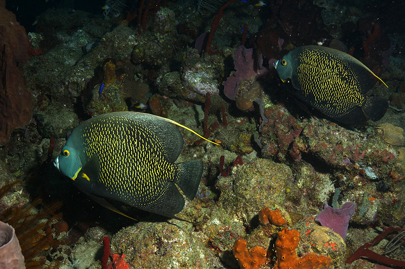 Réserve Cousteau