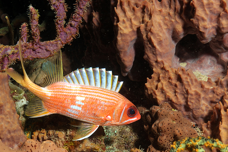Réserve Cousteau