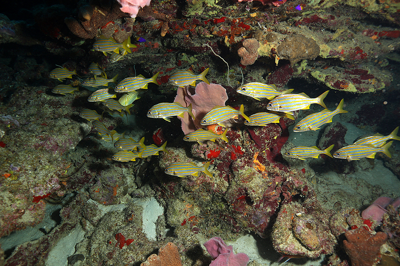 Réserve Cousteau