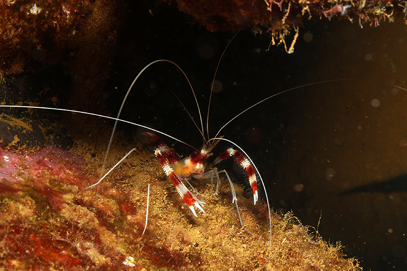 Réserve Cousteau
