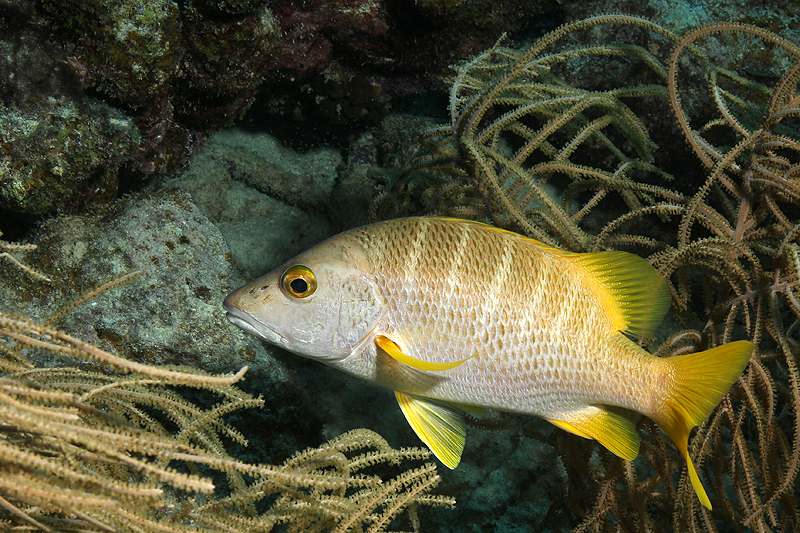 Salt Pier (Pl. n° 2)