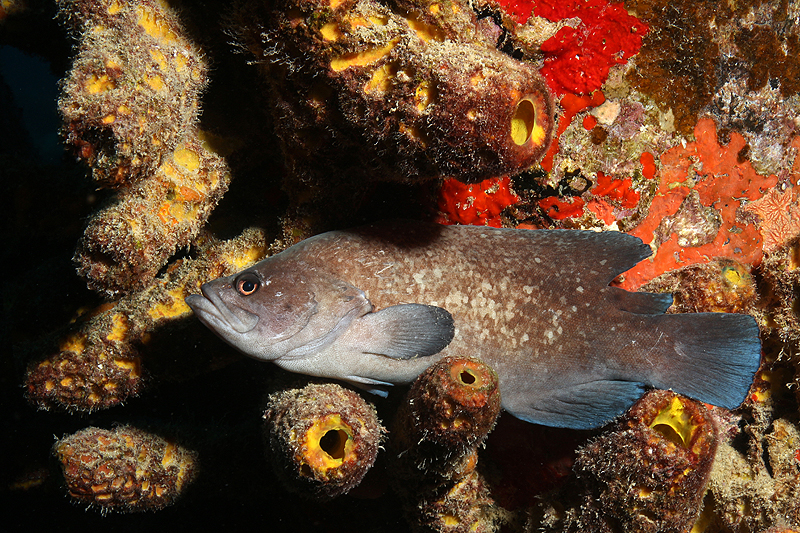 Salt Pier (Pl. n° 2)