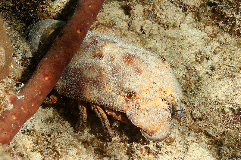 Salt Pier (Pl. n° 2)