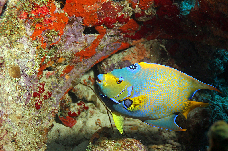 Bari Reef (Pl. n° 6)