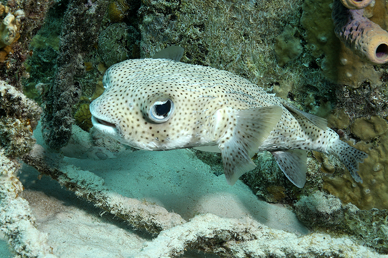 Bari Reef (Pl. n° 6)