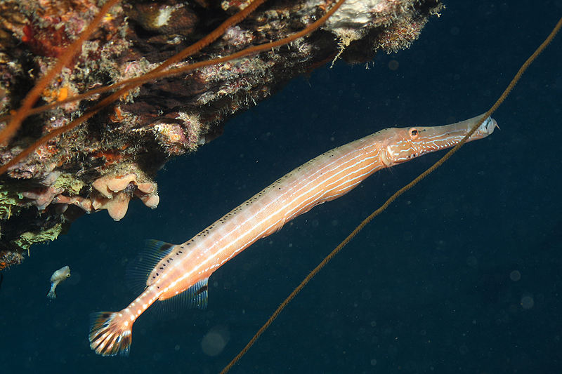 Epave Hilma Hooker (Pl. n° 12)
