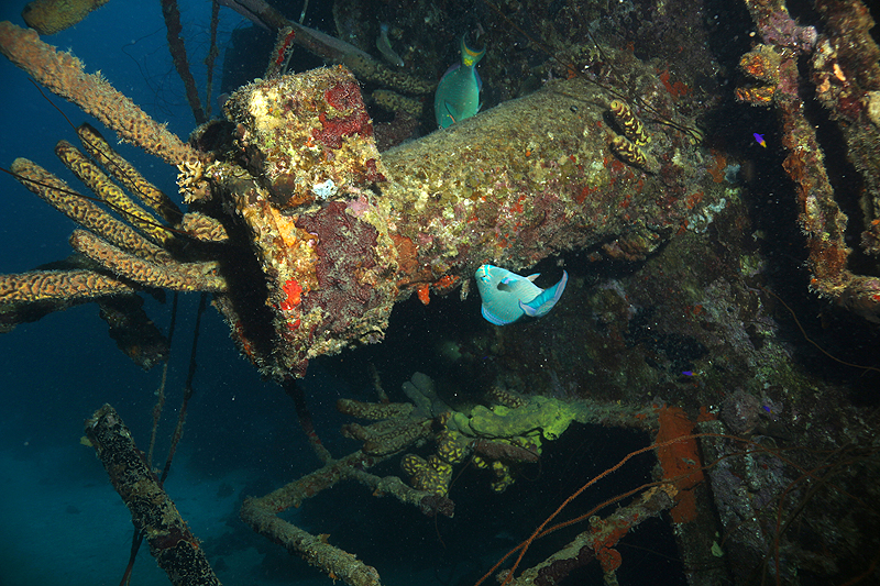 Epave Hilma Hooker (Pl. n° 12)