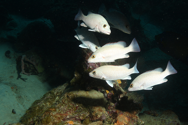 Epave Hilma Hooker (Pl. n° 12)