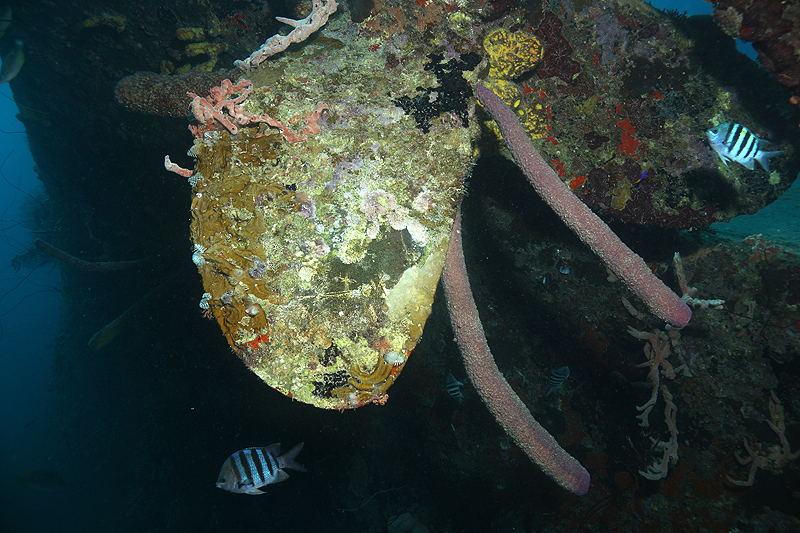 Epave Hilma Hooker (Pl. n° 12)
