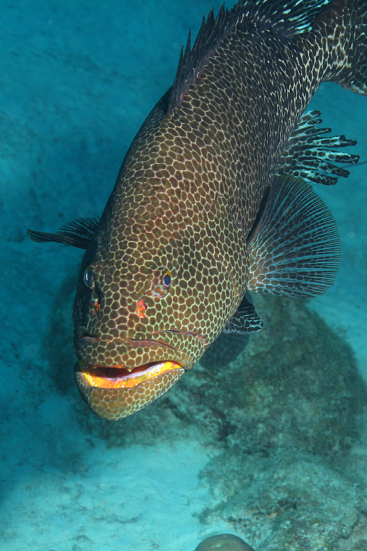Epave Hilma Hooker (Pl. n° 12)