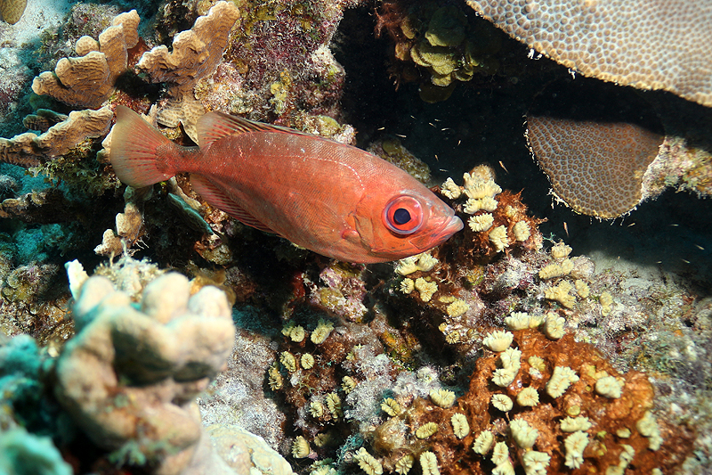 Epave Hilma Hooker (Pl. n° 12)