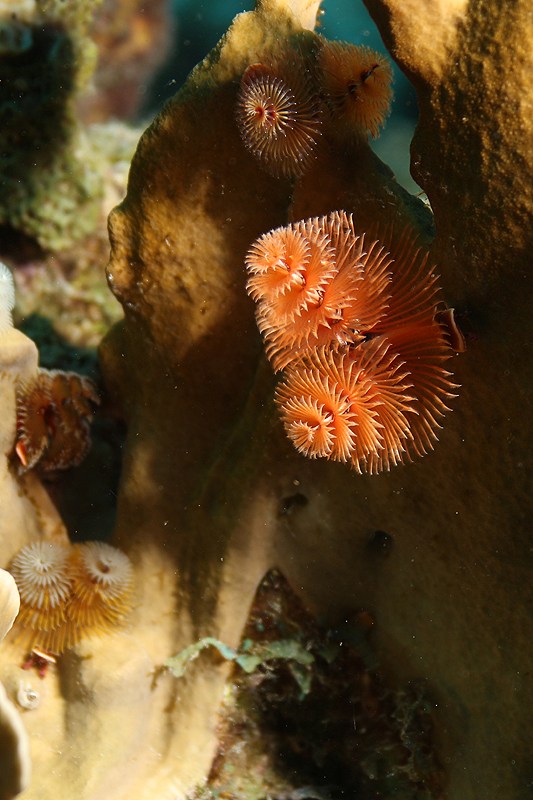 Bari Reef (Pl. n° 14)