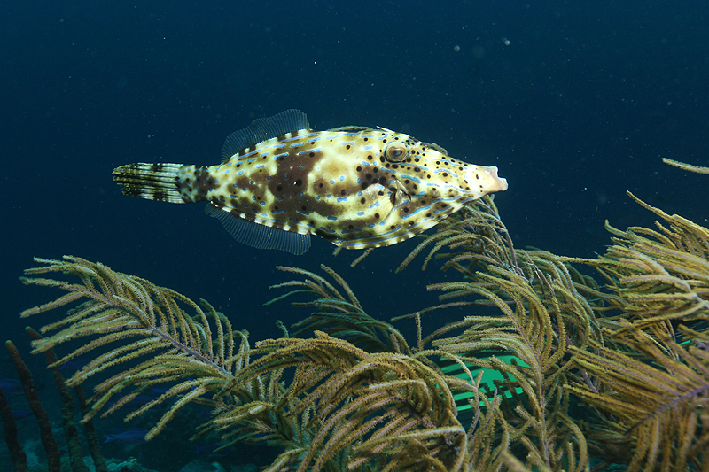 Bari Reef (Pl. n° 14)