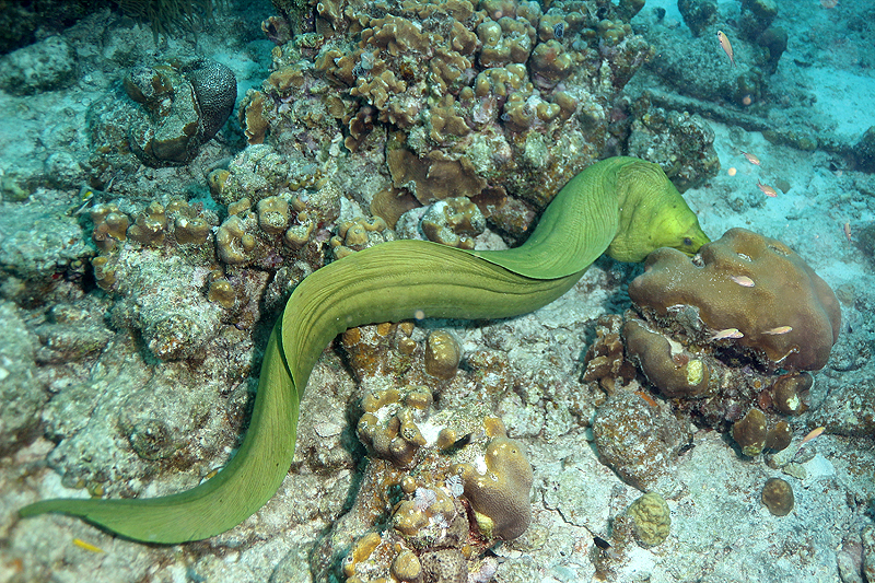 Salt Pier (Pl. n° 17)