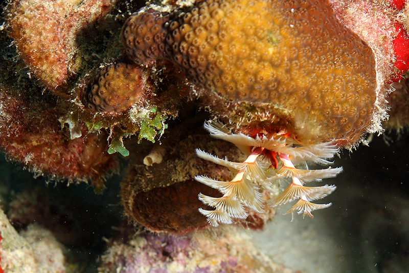 Bari Reef (Pl. n° 22)