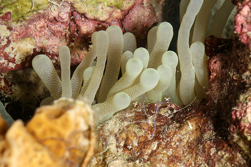 Bari Reef (Pl. n° 22)