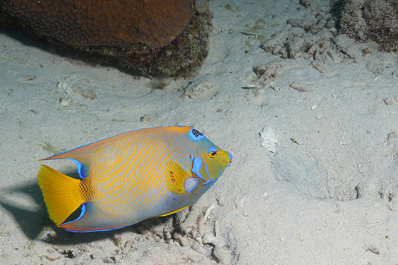 Bari Reef (Pl. n° 22)