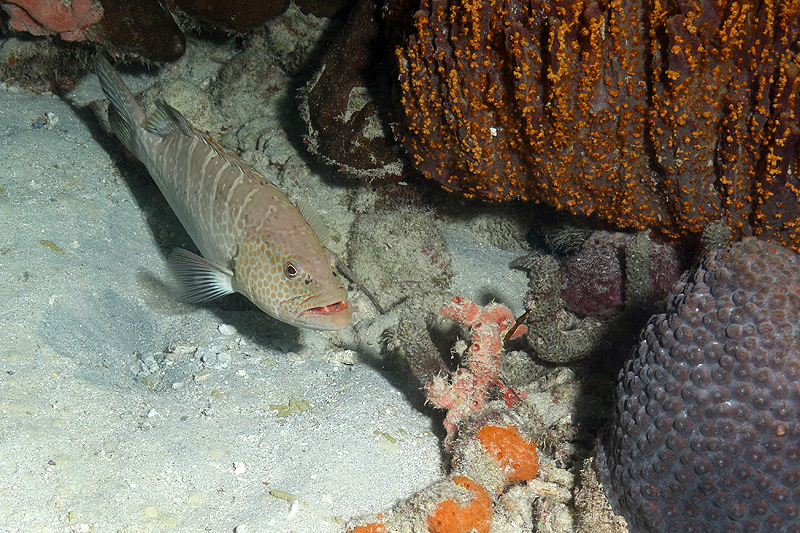 Bari Reef (Pl. n° 22)