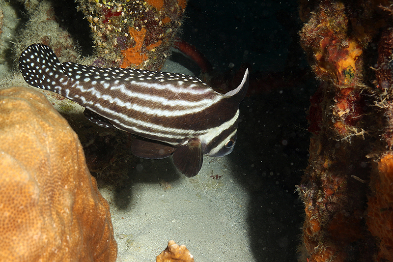 Bari Reef (Pl. n° 22)