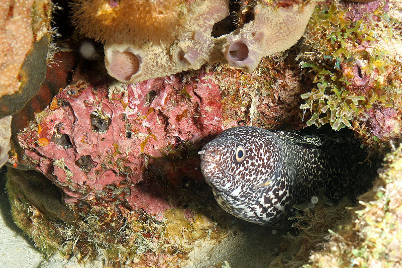 Bari Reef (Pl. n° 22)