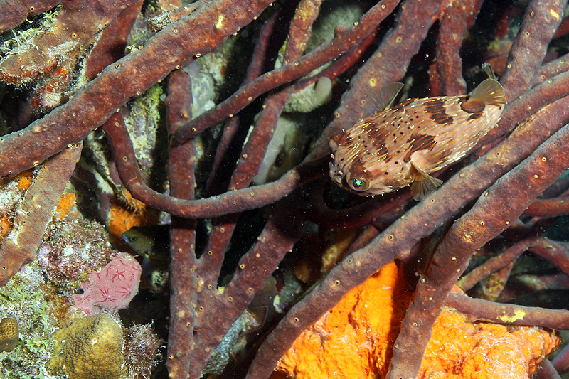 Bari Reef (Pl. n° 22)