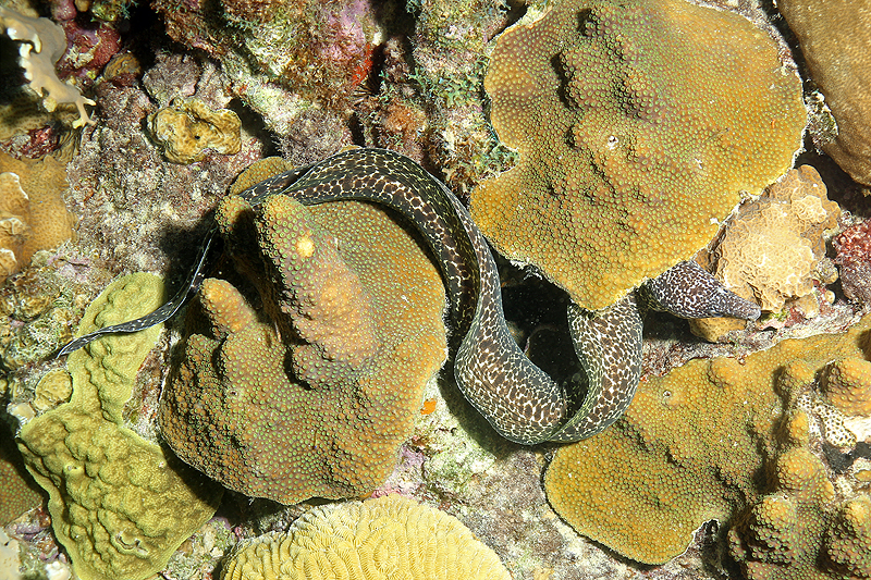 Bari Reef (Pl. n° 22)