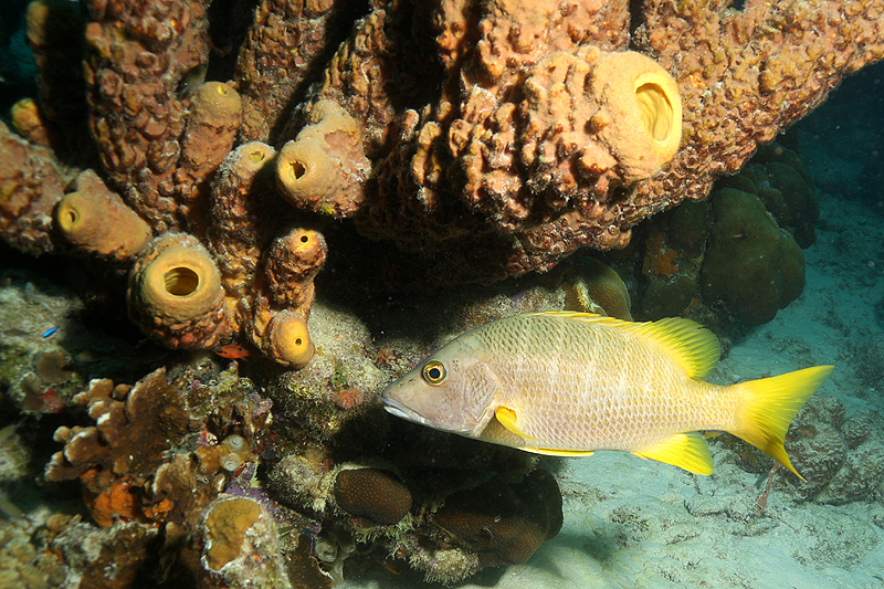 Bari Reef (Pl. n° 22)