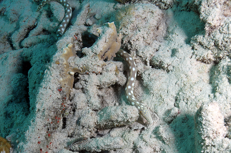 Bari Reef (Pl. n° 22)