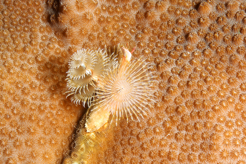 Bari Reef (Pl. n° 28)