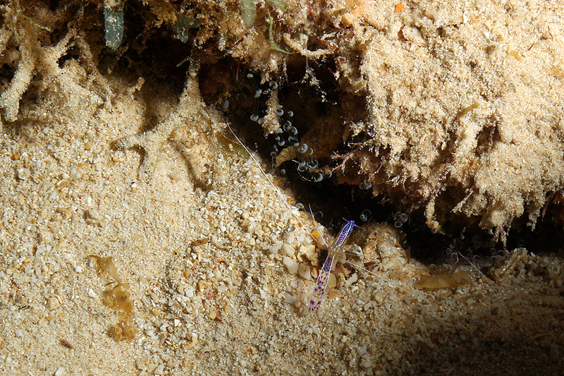 Bari Reef (Pl. n° 28)