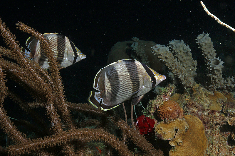 Bari Reef (Pl. n° 28)