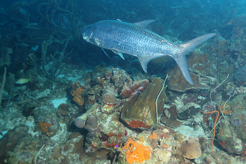 Bari Reef (Pl. n° 28)