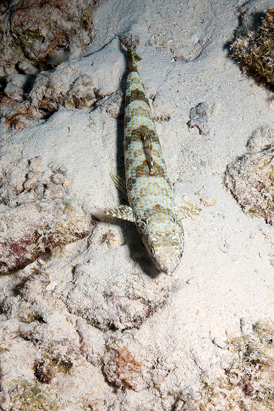 Bari Reef (Pl. n° 28)