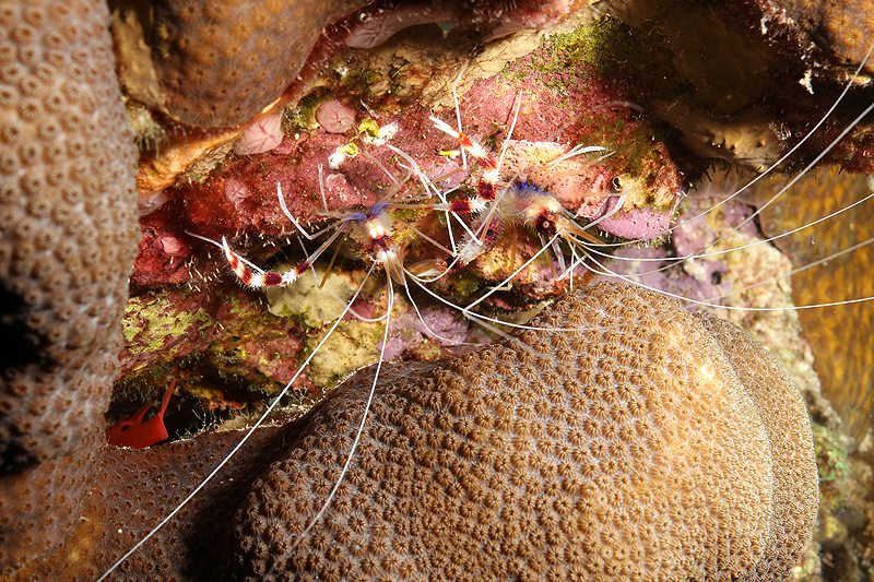 Bari Reef (Pl. n° 28)