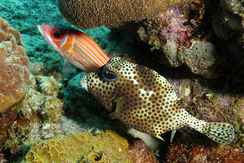 Bari Reef (Pl. n° 28)