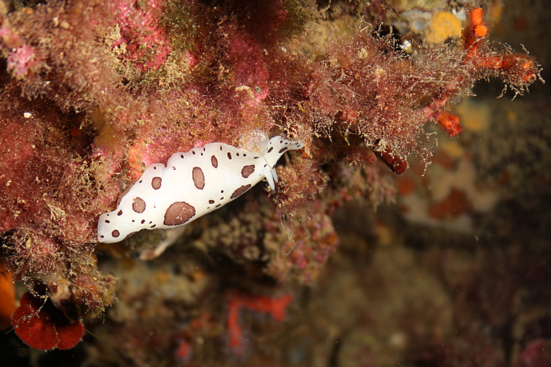 Estartit - Doris dalmatien