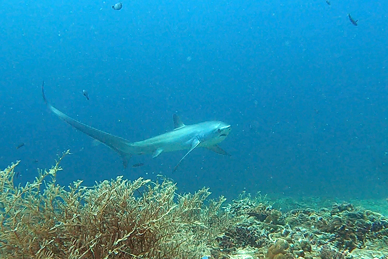 Visayas - photo n° 44