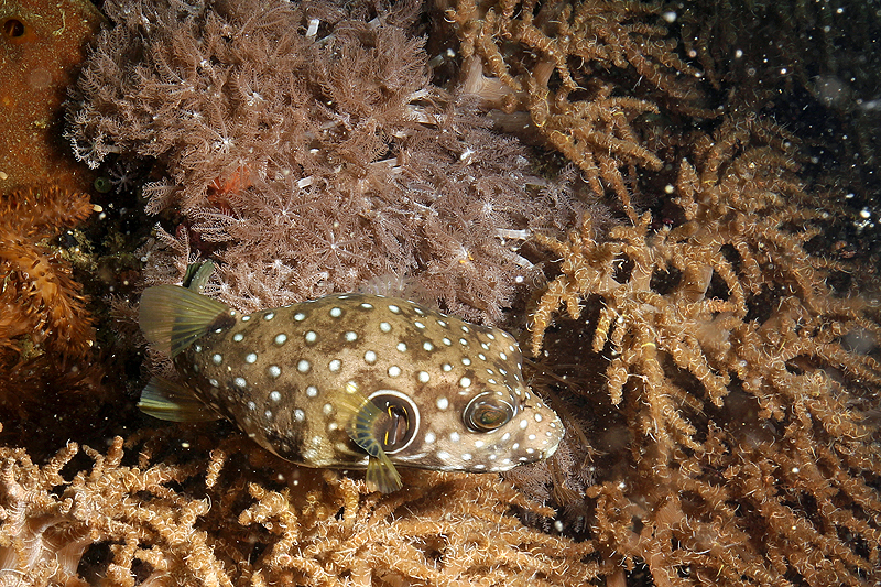 Visayas - photo n° 22