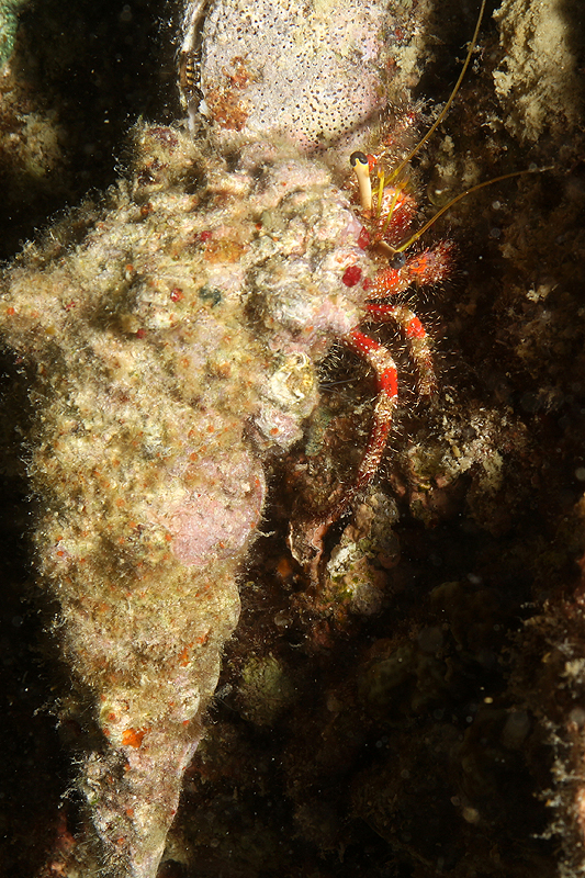Visayas - photo n° 38