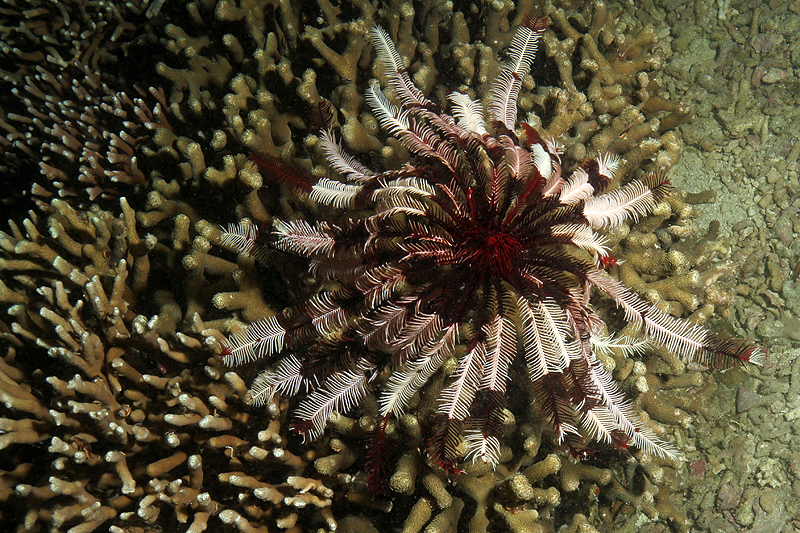 Visayas - photo n° 42