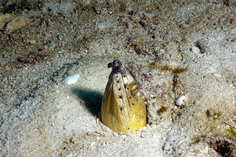 Visayas - photo n° 46