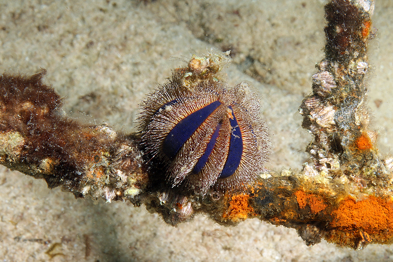 Visayas - photo n° 48