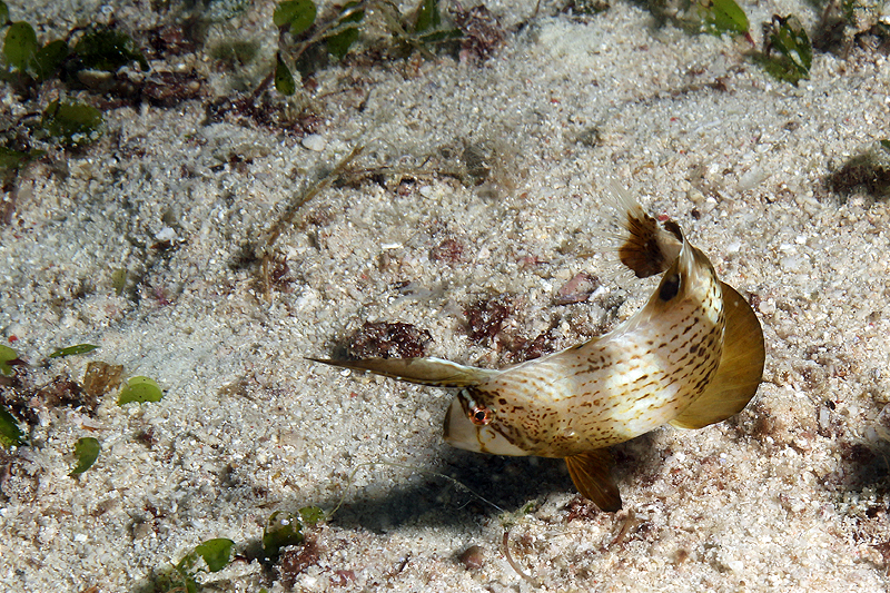 Visayas - photo n° 52