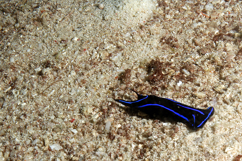 Visayas - photo n° 53