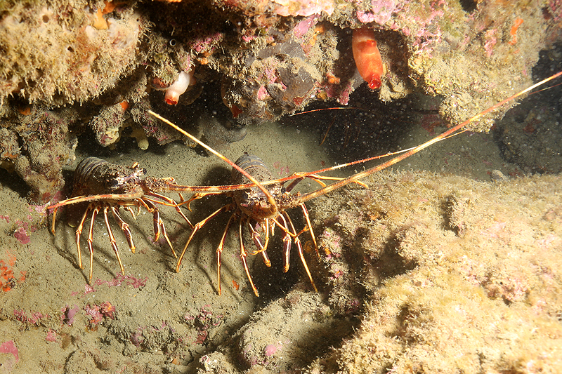 Leucate - Langoustes