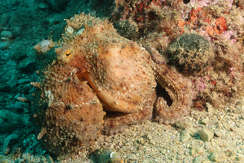 Estartit - Poulpe