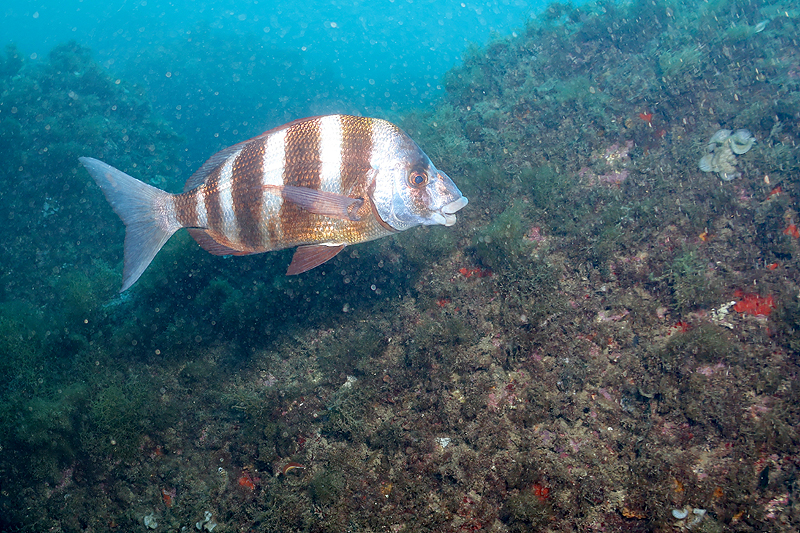 Estartit - Sar tambour