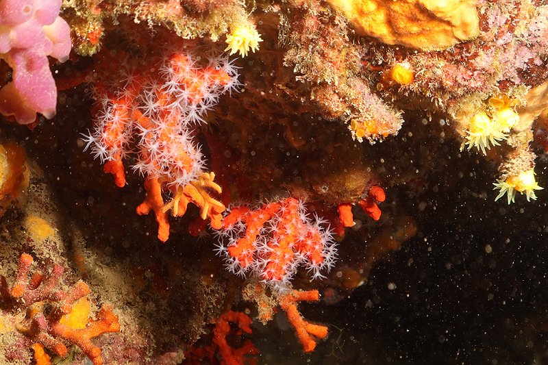 Estartit - Corail rouge