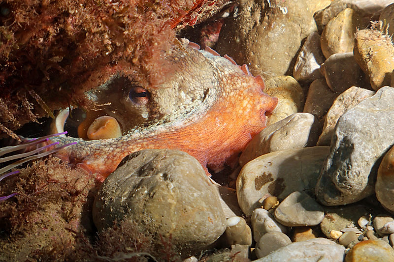 Estartit - Poulpe peureux